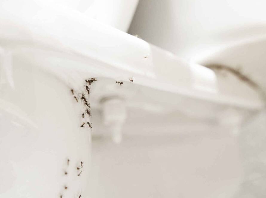 How to Get Rid of Ants in Bathroom: Proven Solutions for a Pest-Free Home